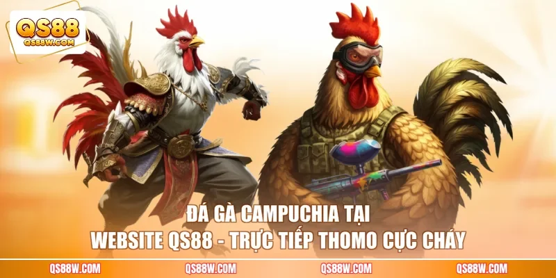 Đá Gà Campuchia Tại Website QS88 - Trực Tiếp Thomo Cực Cháy