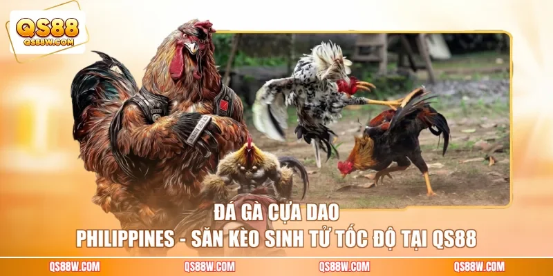 Đá Gà Cựa Dao Philippines - Săn Kèo Sinh Tử Tốc Độ Tại QS88