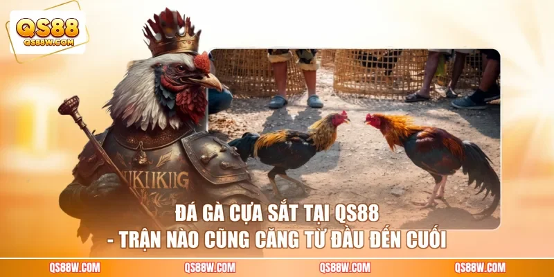 Đá Gà Cựa Sắt Tại QS88 - Trận Nào Cũng Căng Từ Đầu Đến Cuối