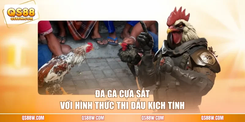 Đá gà cựa sắt với hình thức thi đấu kịch tính