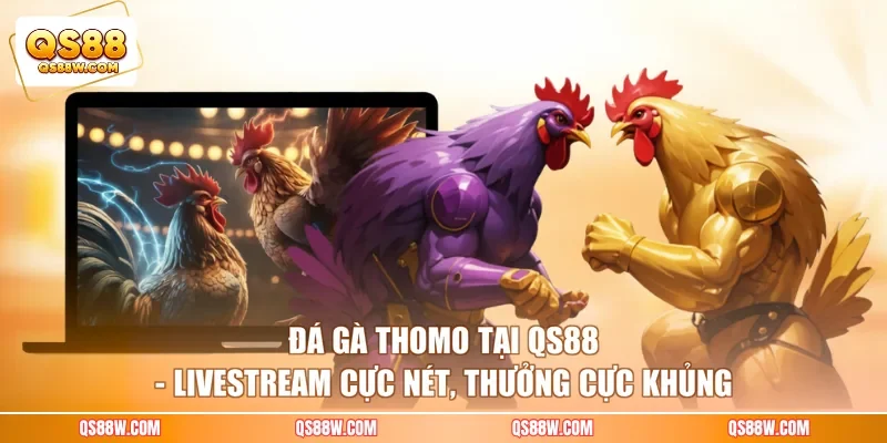 Đá Gà Thomo Tại QS88 - Livestream Cực Nét, Thưởng Cực Khủng