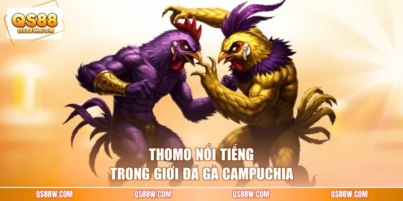 Thomo nổi tiếng trong giới đá gà Campuchia