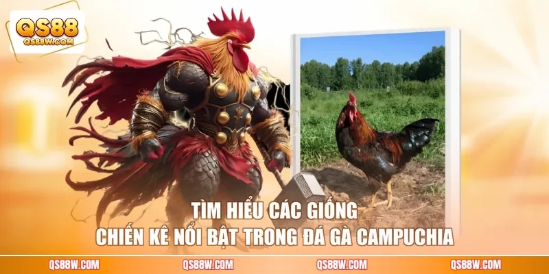 Tìm hiểu các giống chiến kê nổi bật trong đá gà Campuchia